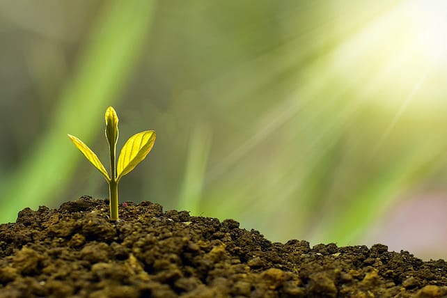a seedling sprouting from the earth, representing someone starting to invest in canada
