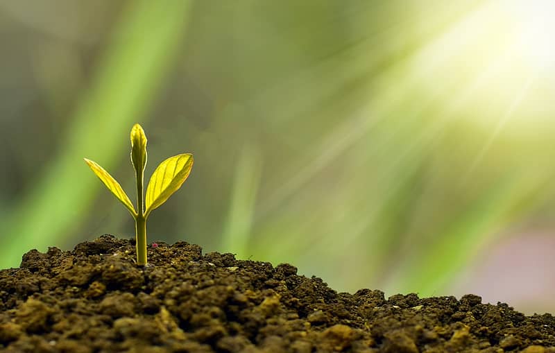 a seedling sprouting from the earth, representing someone starting to invest in canada